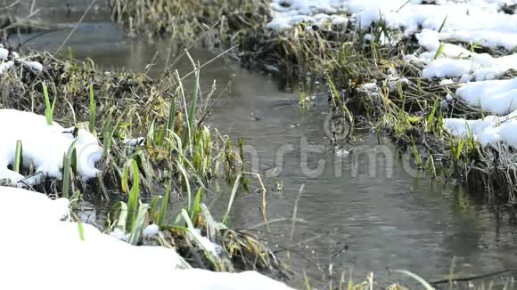 榛子在雪中开花和小溪视频的预览图
