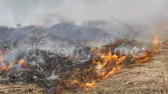 自然界中危险的野火燃烧干草林间空地上长满了黑草视频的预览图