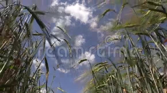 大麦植物的耳朵在蓝色多云的天空背景下随风移动视频的预览图