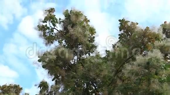 植物园里的烟树视频的预览图