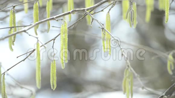 榛子在雪中开花和小溪视频的预览图