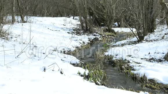 榛子在雪中开花和小溪视频的预览图