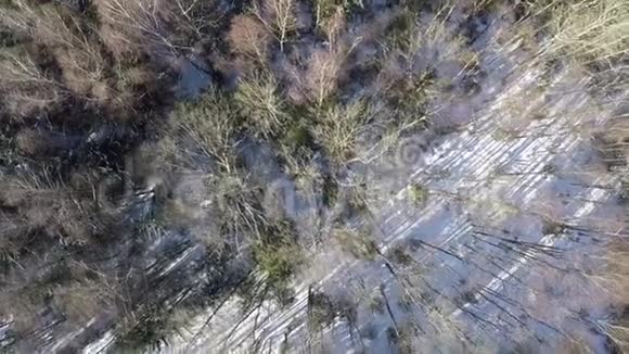 冬季混交林航拍视频的预览图