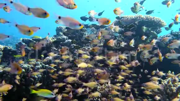 埃及水下游动的鱼视频的预览图