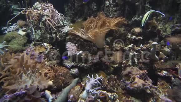 美丽的海洋水族馆珊瑚储存录像视频的预览图