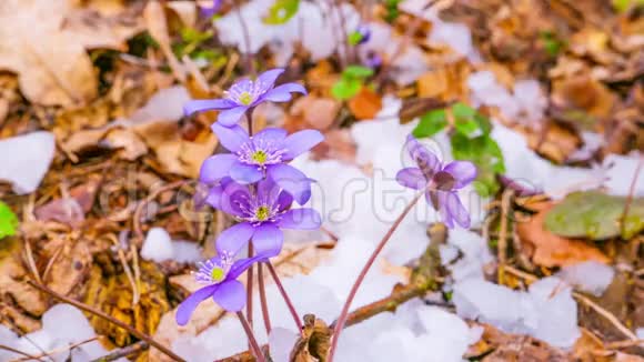 春花与融雪时光流逝视频的预览图