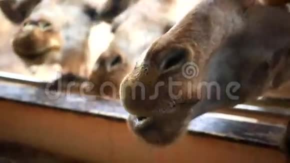 关闭在Safari喂长颈鹿的香蕉视频的预览图