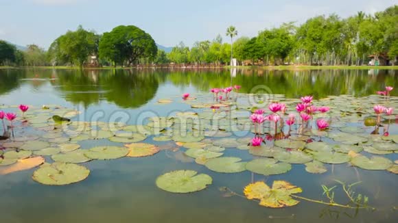 公园内观赏池塘有若虫泰国Sukhothai视频的预览图