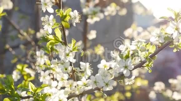 白色樱花慢慢盛开视频的预览图