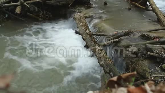 塔曼森林里的塔什拉河视频的预览图
