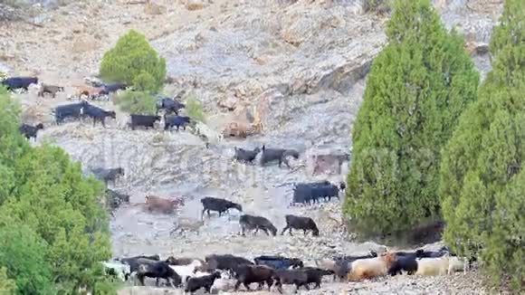 羊在斜坡上塔吉克斯坦帕米尔视频的预览图