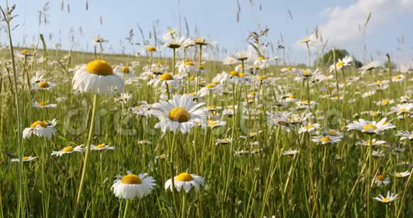 春风拂面草地上的白色玛格丽特或雏菊花视频的预览图