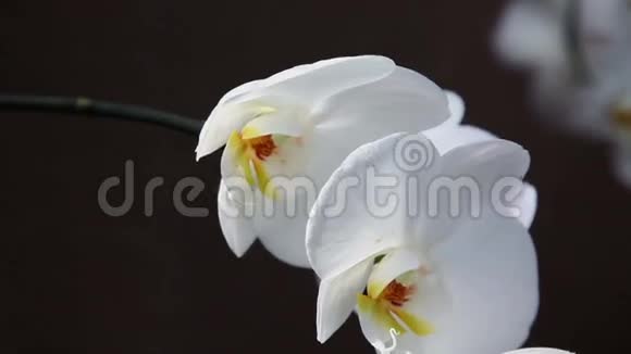 一朵美丽的白兰花视频的预览图