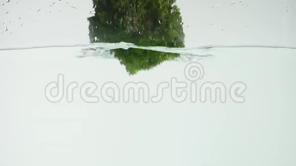 一束欧芹被隔离掉在水里视频的预览图