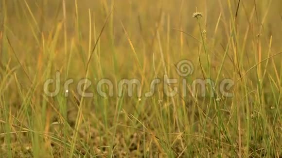 国家沼泽保护区的草秋天的白天光滑的娃娃射击视频的预览图