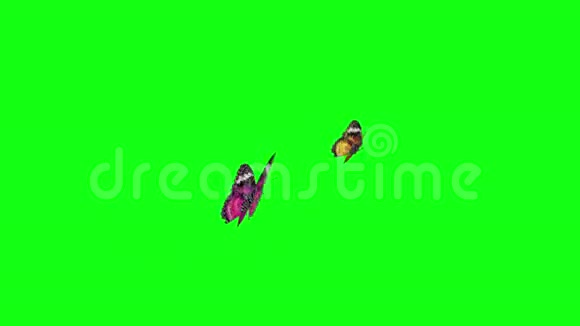 蝴蝶绿屏视频的预览图