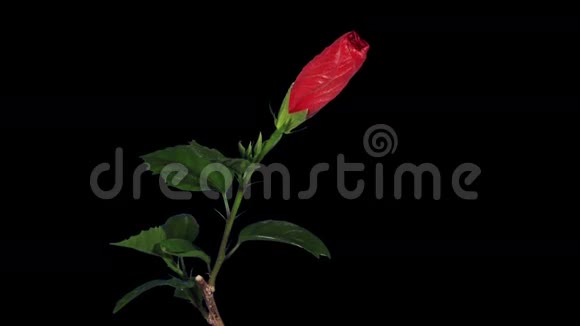 盛开的红色芙蓉花蕾ALPHA哑光全高清芙蓉波多视频的预览图