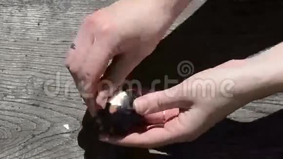 手剥彩色煮熟的复活节彩蛋旧木板视频的预览图