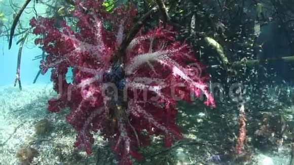 RajaAmpat蓝水红树林软珊瑚和鱼类视频的预览图
