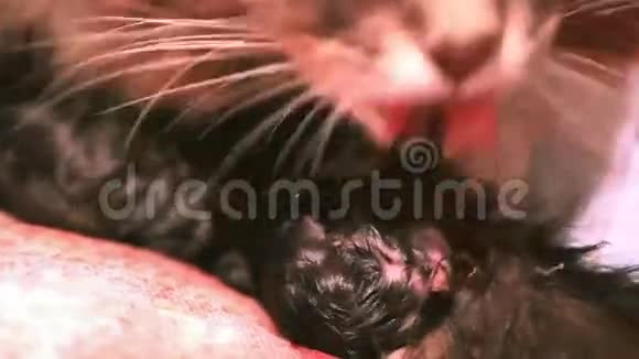 妈妈猫舔湿新生小猫视频的预览图