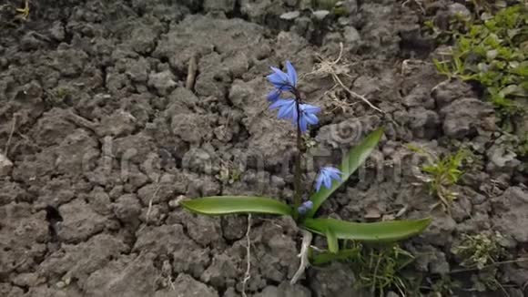花园里的蓝雪茄花在阳光明媚的日子里第一朵春花随风摆动视频的预览图