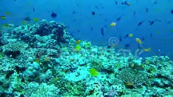 潜水马尔代夫水下场景视频的预览图