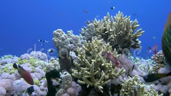 刺角珊瑚紫草属红海中有热带鱼视频的预览图