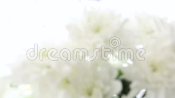 白色背景上美丽的花束白色菊花视频模糊失去焦点视频的预览图