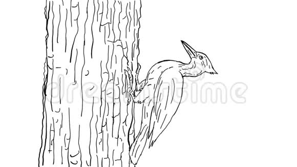 啄木鸟绘画2D动画视频的预览图