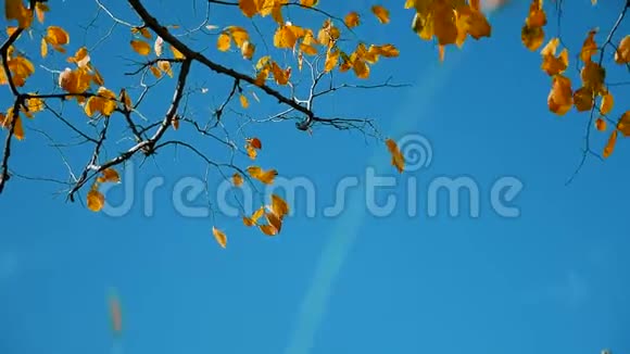 干树秋叶干树靠蓝天枝上背景自然秋俄罗斯概念景观自然视频的预览图