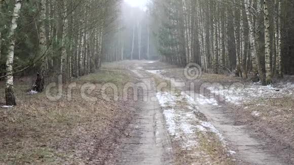 第一场雪覆盖了桦树的地面视频的预览图