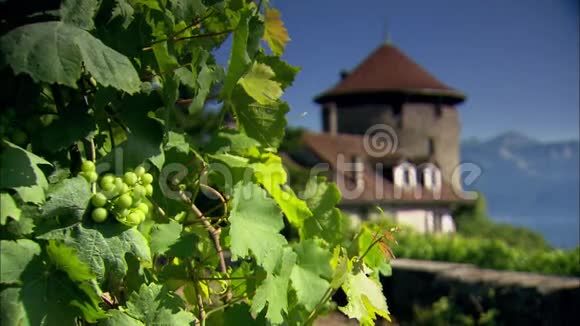 瑞士葡萄园的葡萄和葡萄藤视频的预览图