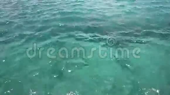 海洋背景视频的预览图