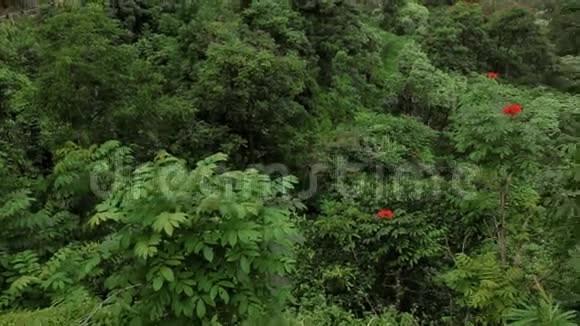 夏威夷毛伊岛一片美丽的热带丛林视频的预览图