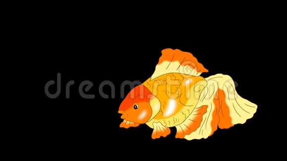 漂浮在阿尔法马特水族馆的金鱼视频的预览图