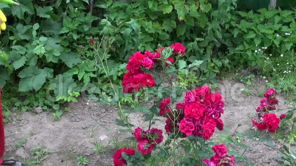 用杀虫剂喷洒玫瑰花蕾视频的预览图