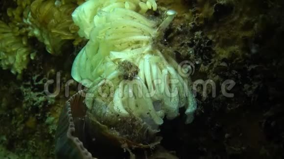 食肉软体动物拉帕纳维诺萨的茧黑海的入侵者视频的预览图