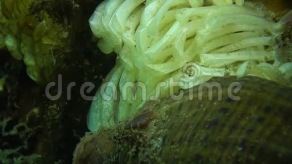 食肉软体动物拉帕纳维诺萨的茧黑海的入侵者视频的预览图