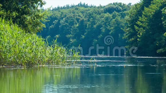 夏季景观与平静的河流低地视频的预览图
