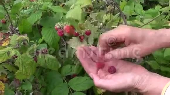 老奶奶用手抓成熟的甜树莓视频的预览图