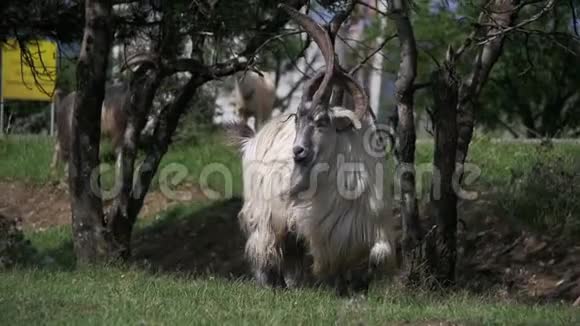 大角羊主阿尔法公羊在羊群放牧在田间慢动作视频的预览图
