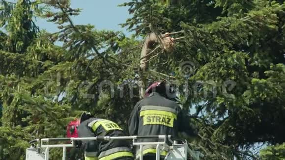 消防队员准备剪云杉树枝视频的预览图
