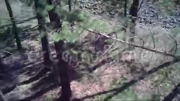意外从树上掉下来的四架飞机视频的预览图