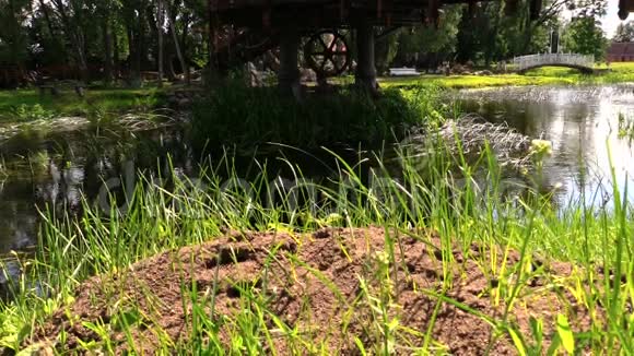 阳光明媚的一天在潺潺的溪水旁长满了青草视频的预览图