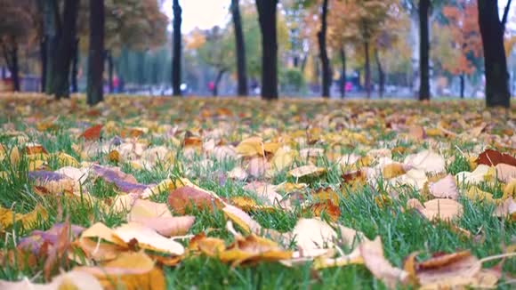秋天公园绿草上的黄叶视频的预览图
