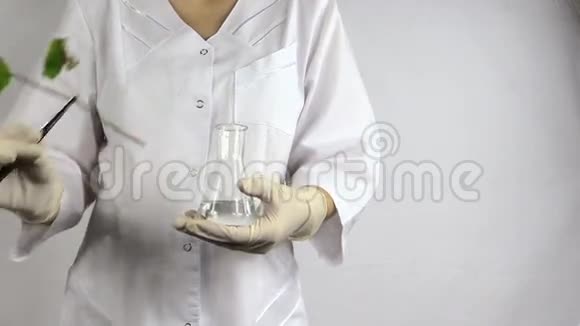 科学家妇女用苦豆将荞麦植物放入烧瓶中视频的预览图