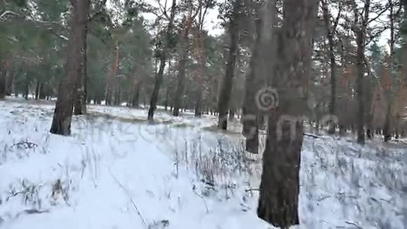 松林冬季圣诞树冬季雪场自然美景视频的预览图