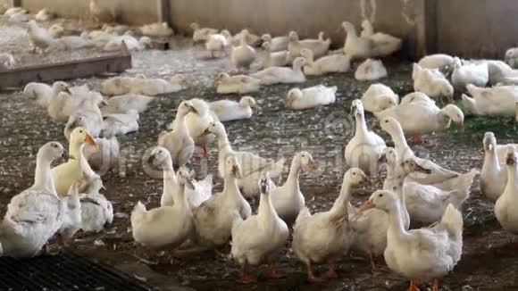 家禽农场的鸭子视频的预览图