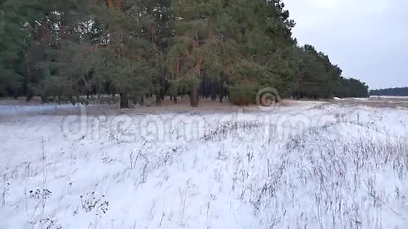 松林冬季运动圣诞树冬季雪场自然美景视频的预览图