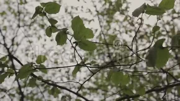 树枝映衬天空背景视频的预览图
